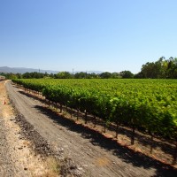 best Napa Valley wine tours
