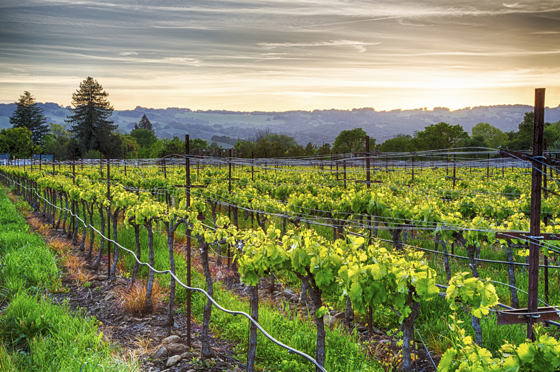 Napa Valley Bike Tours are a Great Way to See the Area