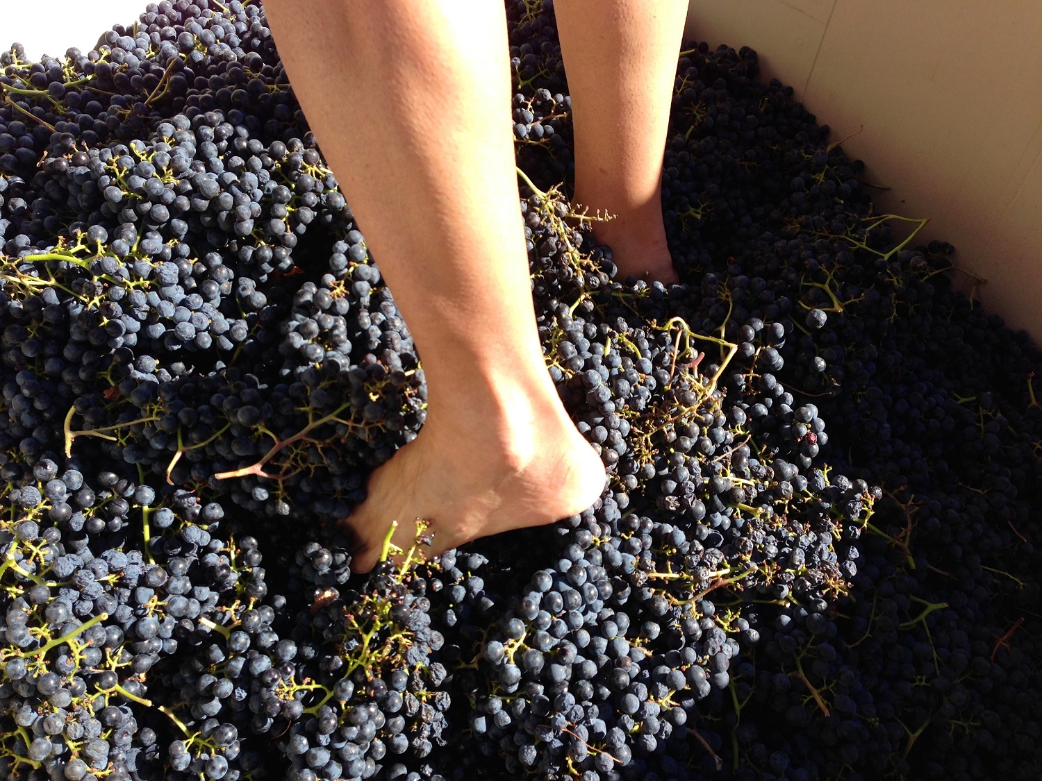 Stomping Merlot grapes after the grape harvest