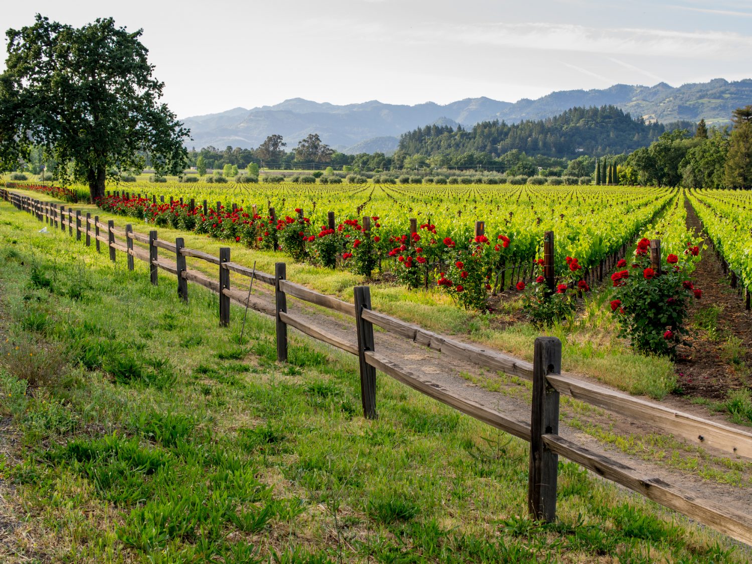 Visiting a scenic vineyard should be a part of all napa valley vacations