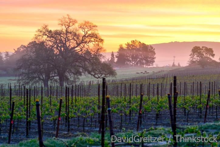 Where is Napa Valley Wine Country?