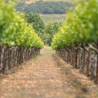 Visit a Napa Vineyard on Day Trips from Sacramento