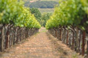 Visit a Napa Vineyard on Day Trips from Sacramento