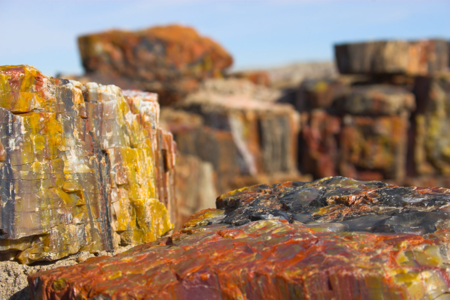 Petrified Wood Forest