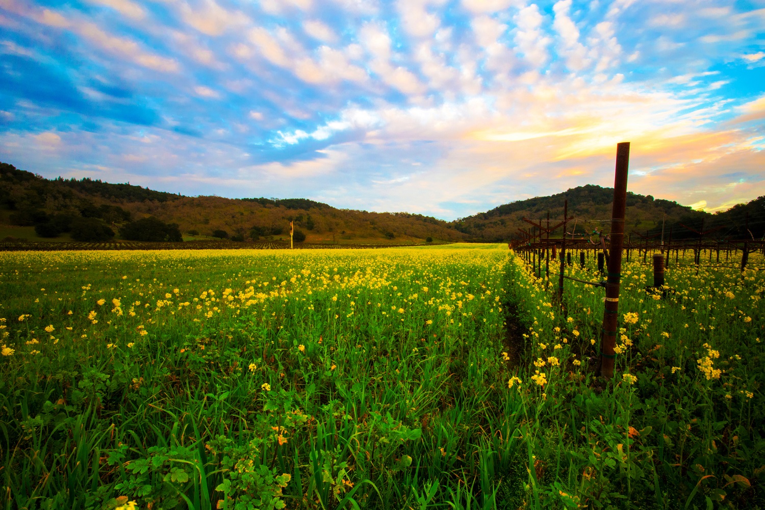 See the lovely terrain on day trips from Napa Valley