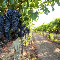 Delicious Nichelini Winery products begin in the vineyard