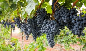 Cabernet Sauvignon grapes hang on a vine.