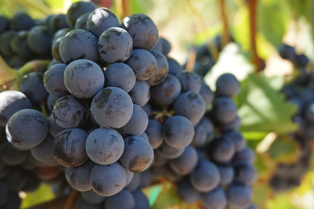 Beautiful grapes on the vine are the start of delicious wine at Barnett Vineyards