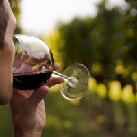 man drinking red wine from a glass in a vineyard