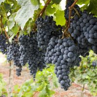 Here's what you need to know about growing grapes for wine.