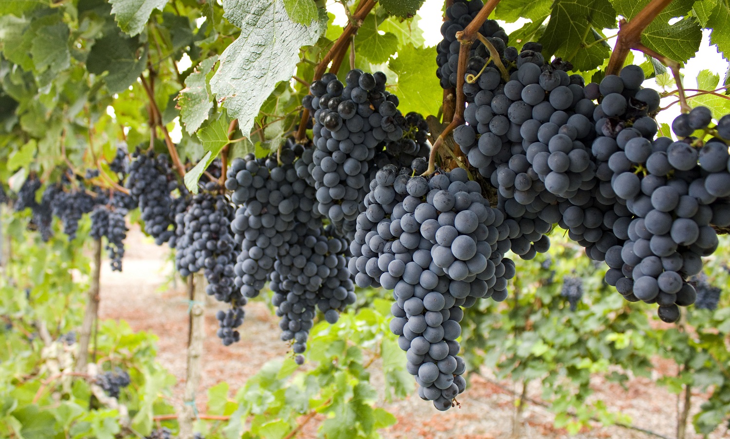 Cabernet Sauvignon Grapes on the vine