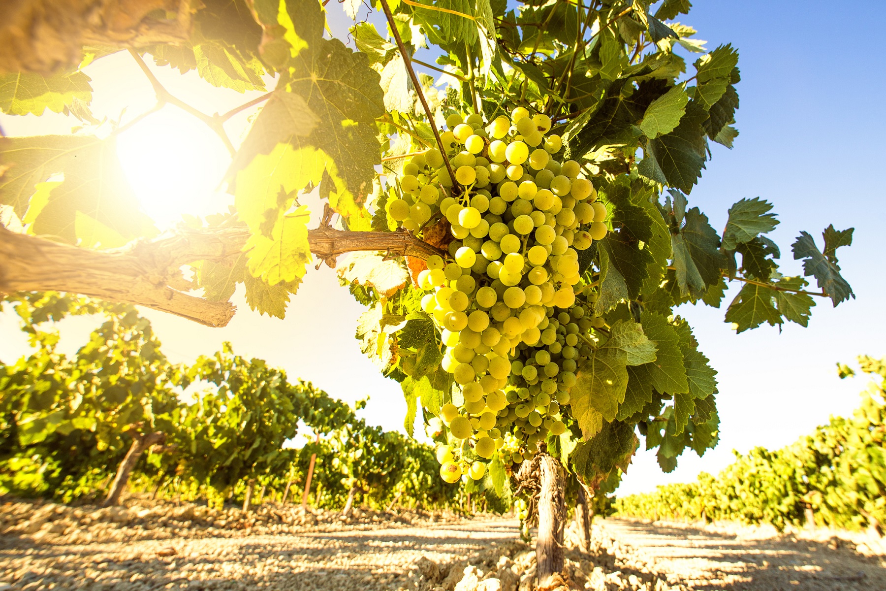 White wine grapes in vineyard on a sunny day
