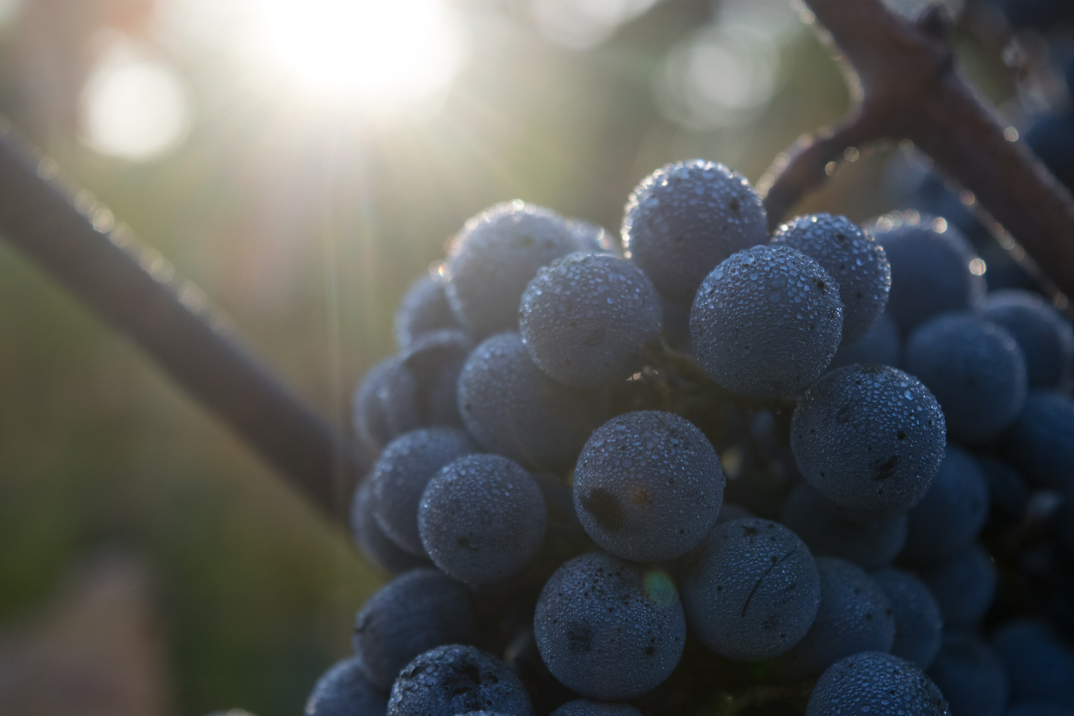 Cabernet Sauvignon Grapes in Napa Valley