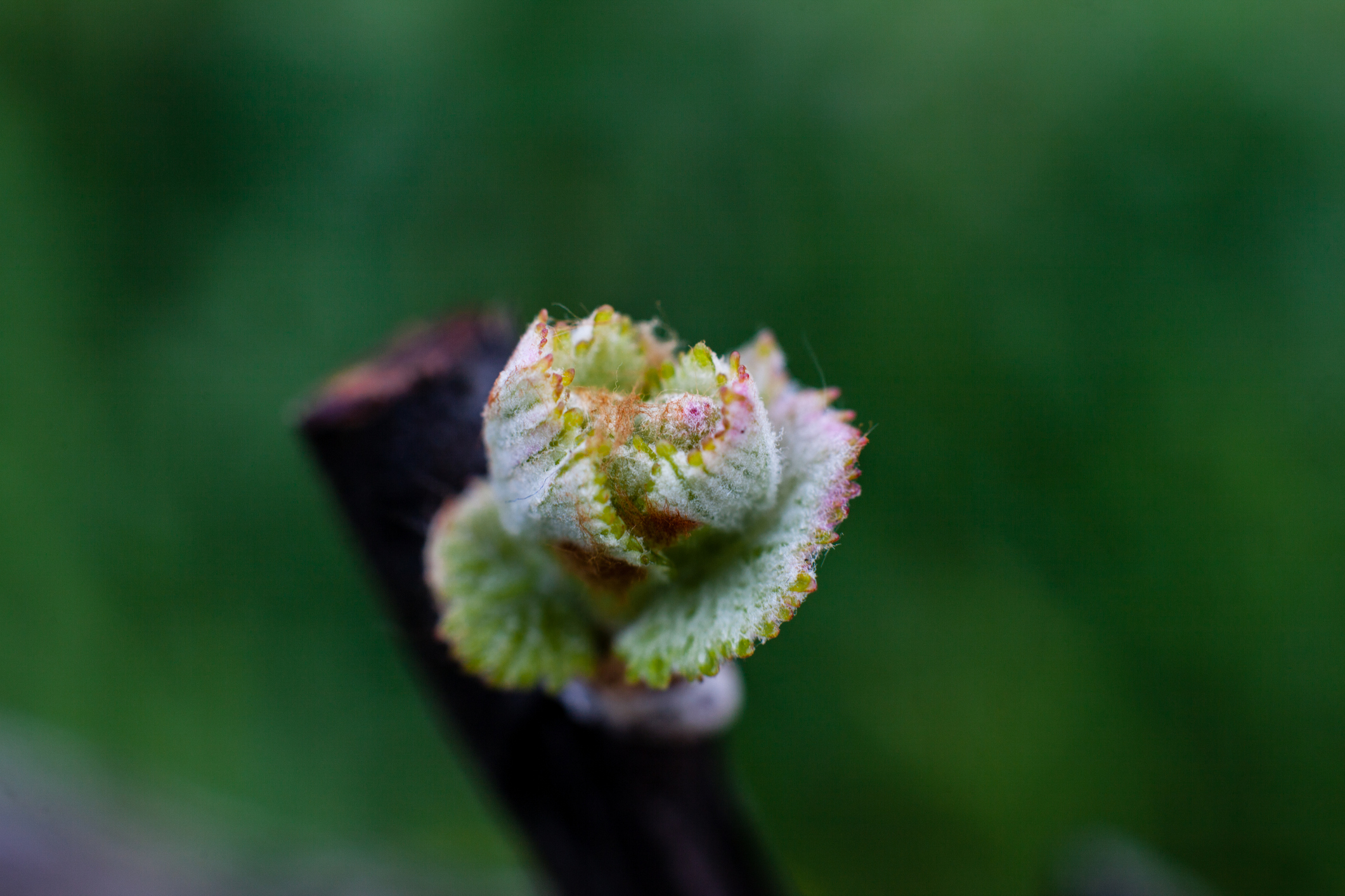 Bud break close-up in a Napa California vineyard Spring is one of the best times of year to visit napa valley